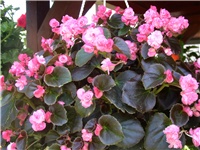 c1b21164-07-duple roze  beg..jpg